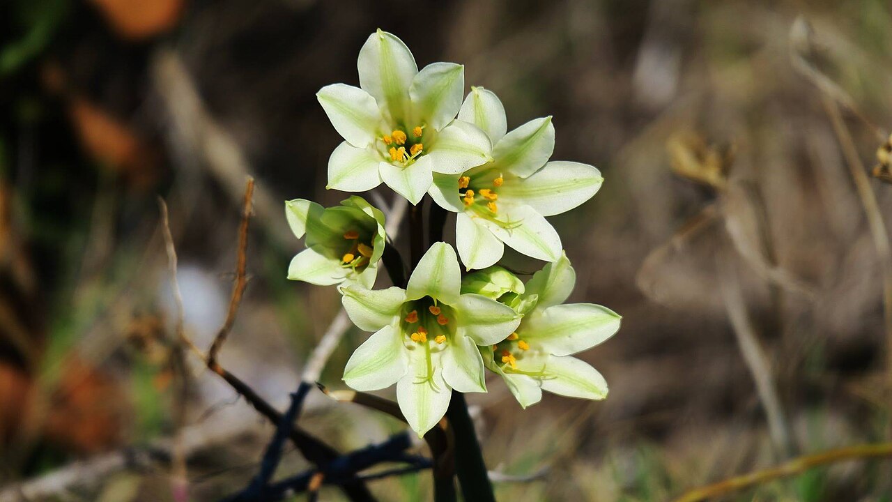 Cyrtanthus loddigesianus: Cyrtanthus loddigesianus (Herb.) R.A.Dyer at Schoenmakerskop, Port Elizabeth, South Africa
