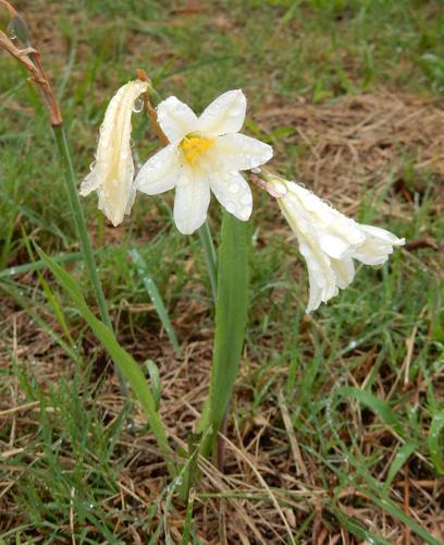 Cyrtanthus loddigesianus (Cyrtanthus loddigesianus)
