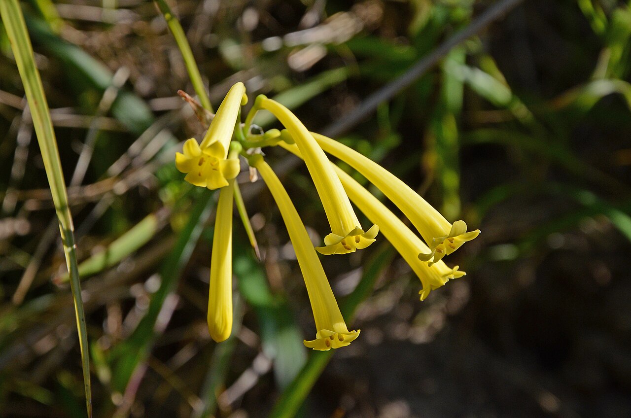 Cyrtanthus mackenii: Ifafa Lily Cyrtanthus mackenii Found very close to a small stream, eastern cape, South Africa
