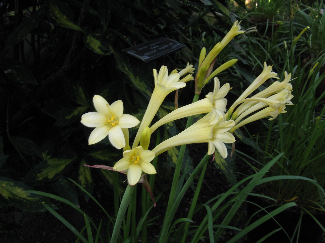 Cyrtanthus mackenii: Cyrtanthus mackenii