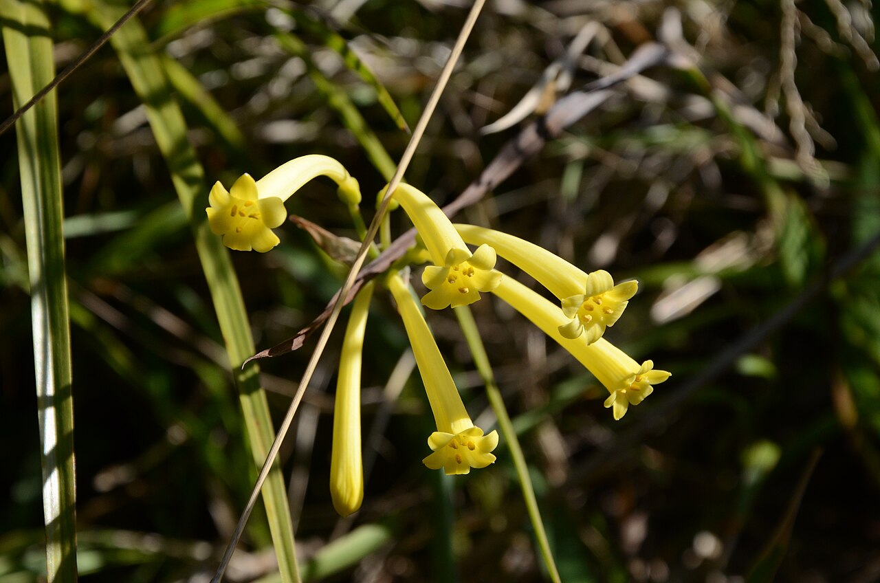 Cyrtanthus mackenii: Cyrtanthus mackenii var. cooperi (Baker) R.A.Dyer, Herbertia 6: 79