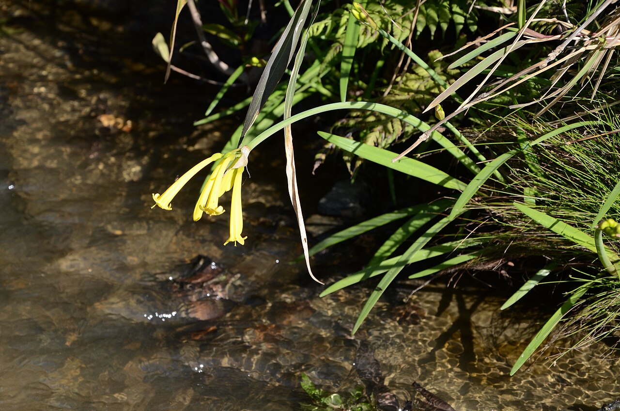 Cyrtanthus mackenii: Cyrtanthus mackenii var. cooperi (Baker) R.A.Dyer, Herbertia 6: 79