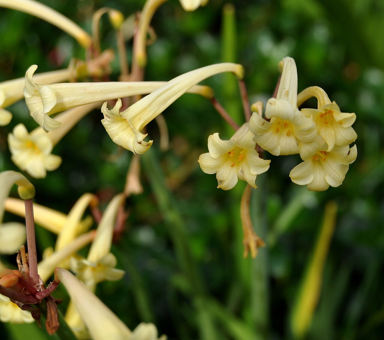 Cyrtanthus mackenii: Umbel of an Ifafa lily in Kirstenbosch National Botanical Garden, Cape Town