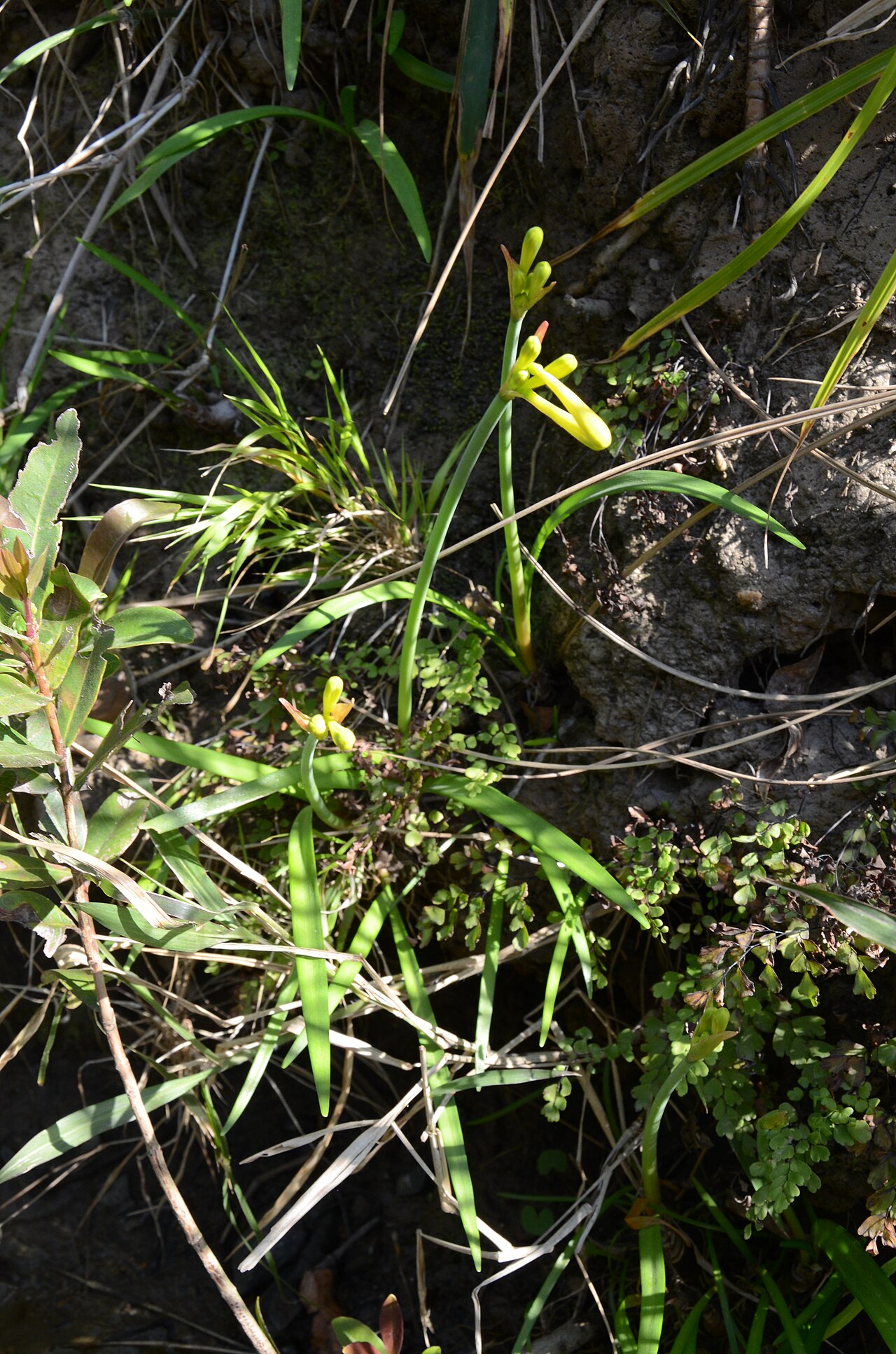 Cyrtanthus mackenii: Cyrtanthus mackenii var. cooperi (Baker) R.A.Dyer, Herbertia 6: 79