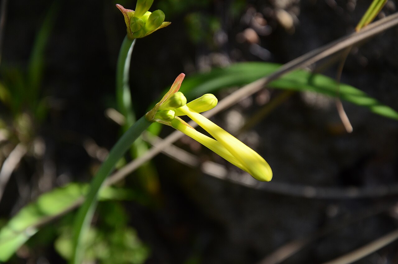 Cyrtanthus mackenii: Cyrtanthus mackenii var. cooperi (Baker) R.A.Dyer, Herbertia 6: 79