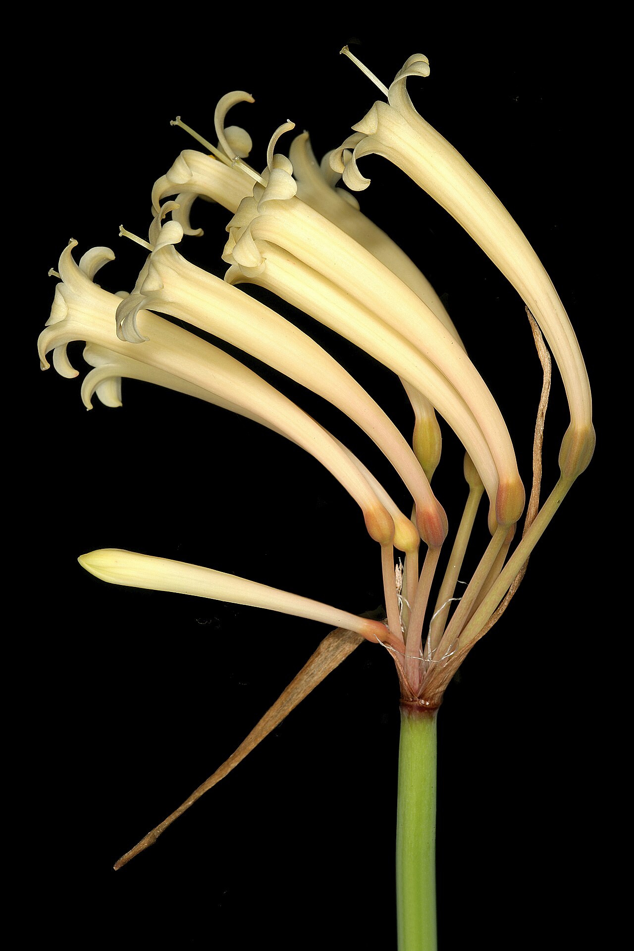 Cyrtanthus mackenii: Cyrtanthus mackenii subsp. mackenii , inflorescence; Kirstenbosch National Botanical Garden, Cape Town, Western Cape, South Africa