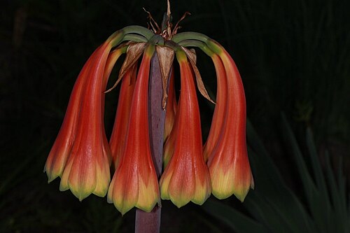 Justafina: Cyrtanthus obliquus (Amaryllidaceae) - Knysna Lily at Kirstenbosch