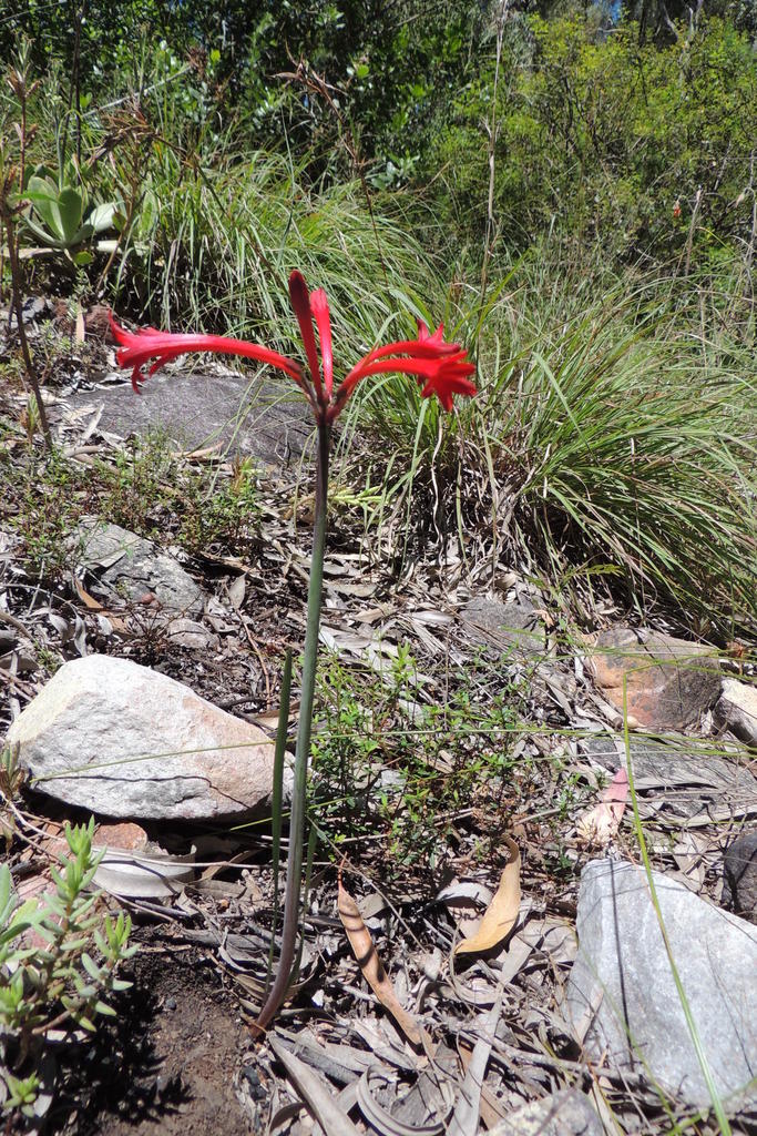 Cyrtanthus odorus (Cyrtanthus odorus)