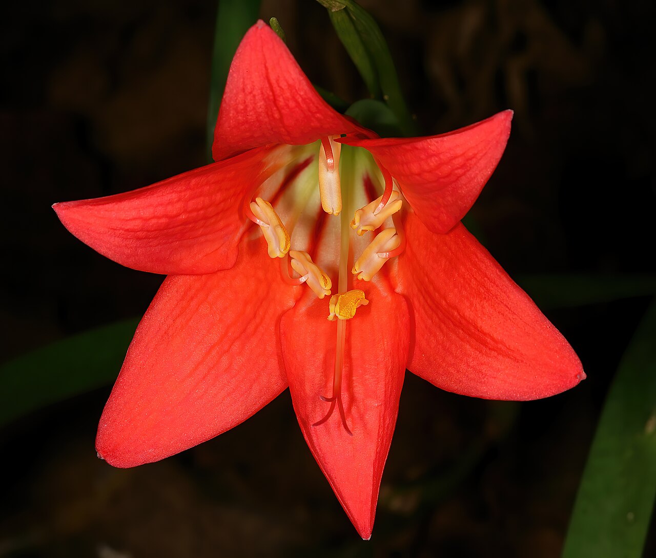 Fire lily: Cyrtanthus sanguineus subsp. sanguineus , plants in flower; Garden in Pretoria, Gauteng, South Africa