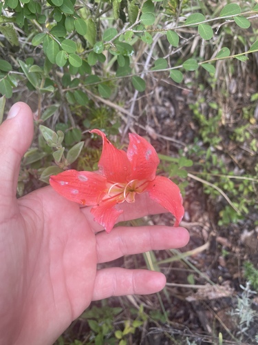 Fire lily (Cyrtanthus sanguineus)