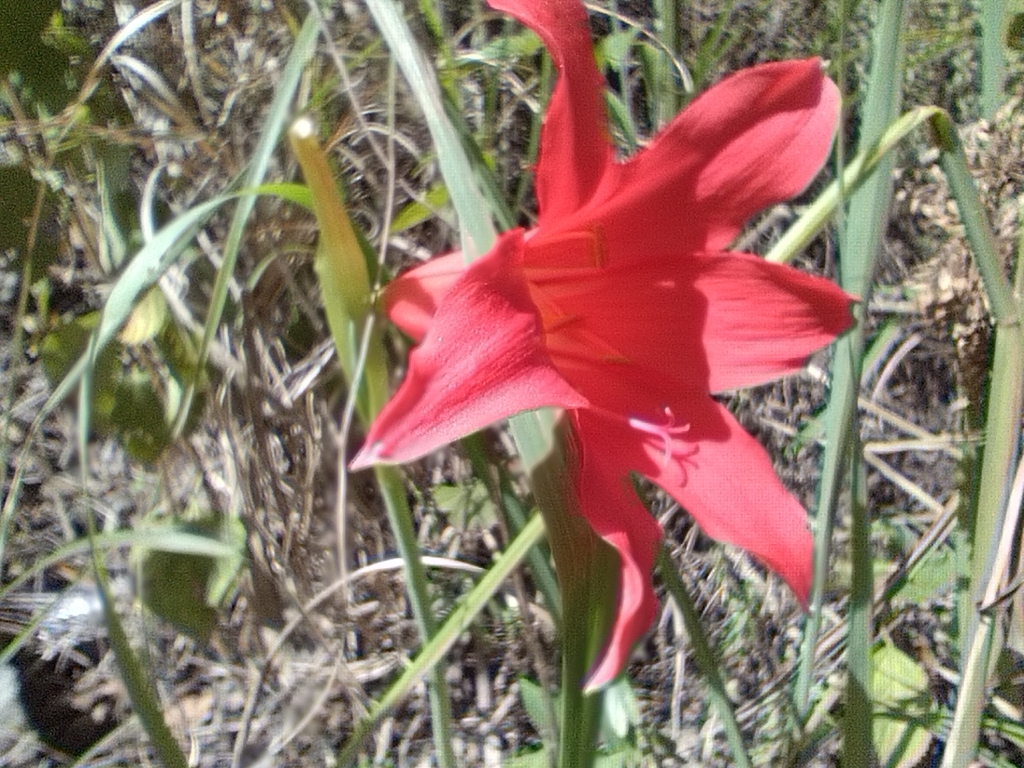 Fire lily (Cyrtanthus sanguineus)