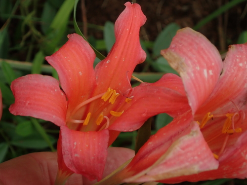 Fire lily (Cyrtanthus sanguineus)