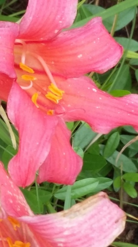 Fire lily (Cyrtanthus sanguineus)