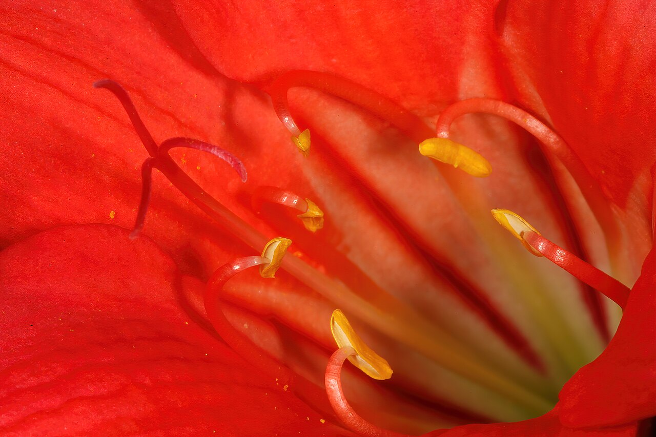 Fire lily: Cyrtanthus sanguineus subsp. sanguineus , detail of flower centre; Garden in Pretoria, Gauteng, South Africa