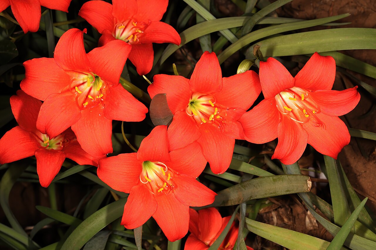 Fire lily: Cyrtanthus sanguineus subsp. sanguineus , flowers; Garden in Pretoria, Gauteng, South Africa
