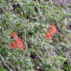 Fire lily (Cyrtanthus sanguineus)