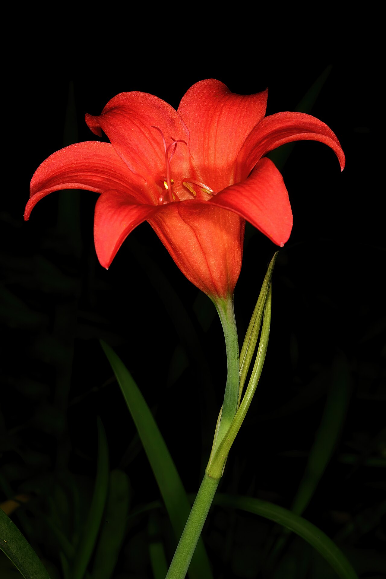 Fire lily: Cyrtanthus sanguineus subsp. sanguineus , inflorescence; Garden in Pretoria, Gauteng, South Africa