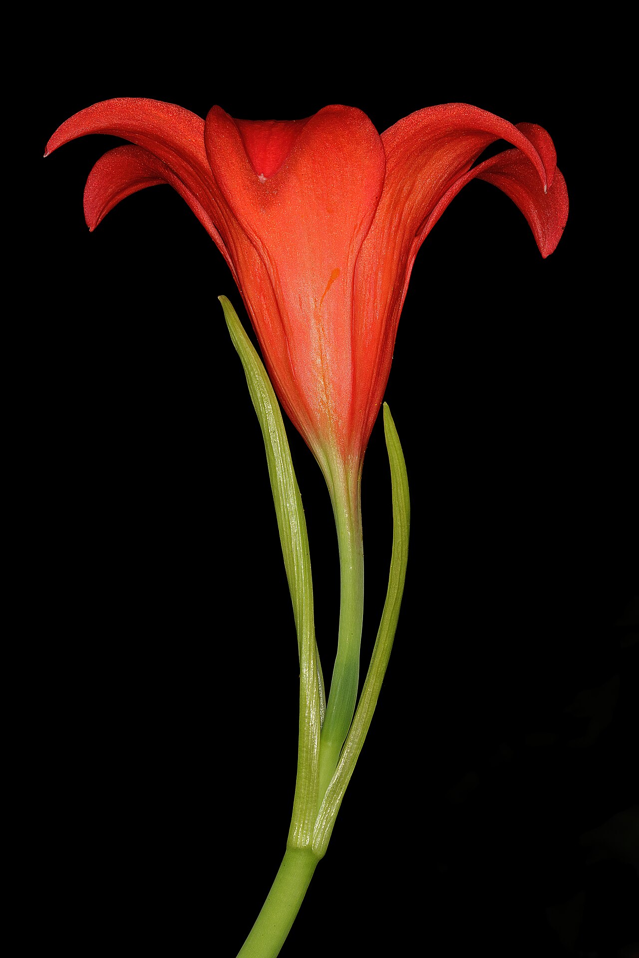 Fire lily: Cyrtanthus sanguineus subsp. sanguineus , inflorescence; Garden in Pretoria, Gauteng, South Africa