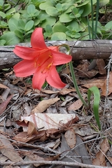 Fire lily (Cyrtanthus sanguineus)