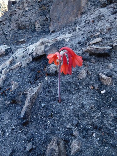 Fire lily (Cyrtanthus ventricosus)
