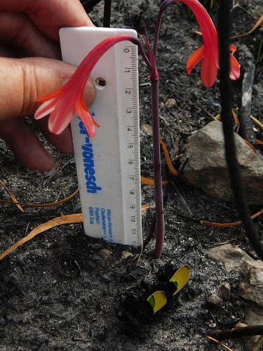 Fire lily (Cyrtanthus ventricosus)