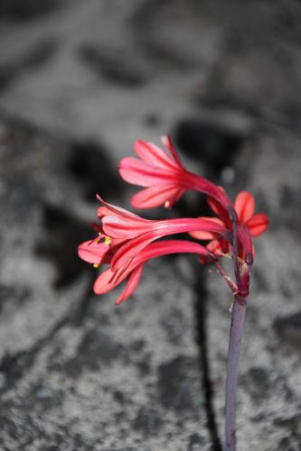 Fire lily (Cyrtanthus ventricosus)