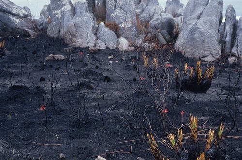 Fire lily (Cyrtanthus ventricosus)