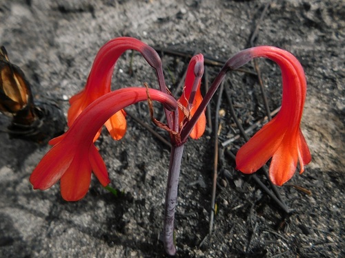 Fire lily (Cyrtanthus ventricosus)