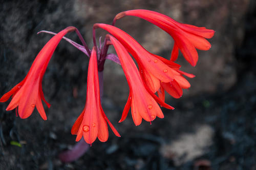 Fire lily (Cyrtanthus ventricosus)