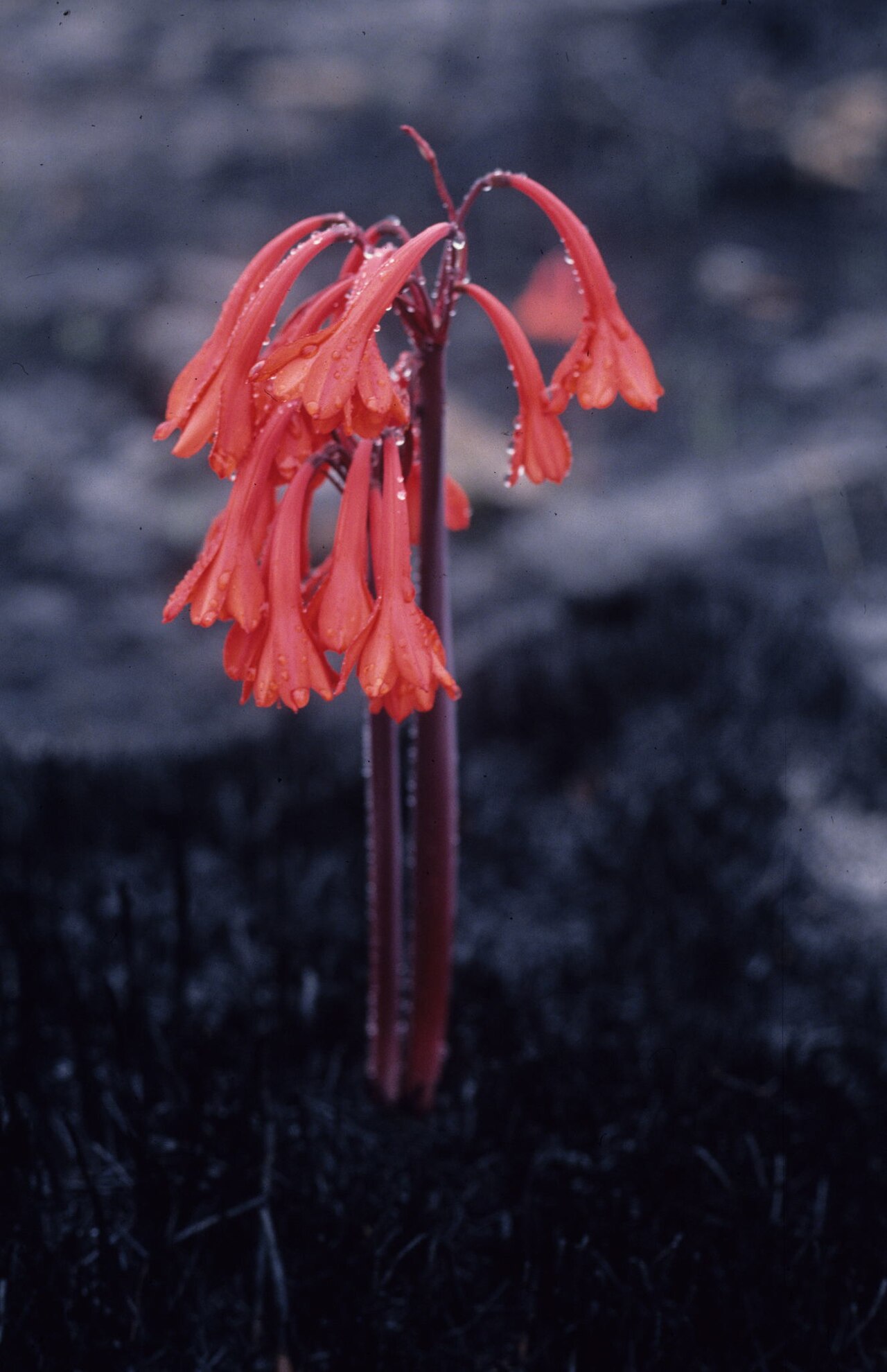 Fire lily: Post Firelily