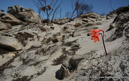 Fire lily: Cyrtanthus ventricosus Willd. - Scarborough, Cape Peninsula, South Africa