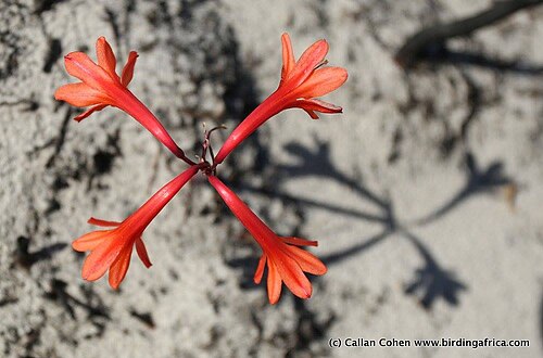 Fire lily: Cyrtanthus ventricosus Willd. - Scarborough, Cape Peninsula, South Africa