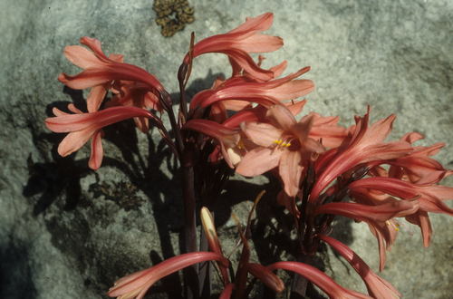 Fire lily (Cyrtanthus ventricosus)