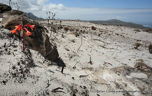 Fire lily: Cyrtanthus ventricosus Willd. - Scarborough, Cape Peninsula, South Africa