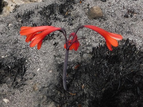 Fire lily (Cyrtanthus ventricosus)