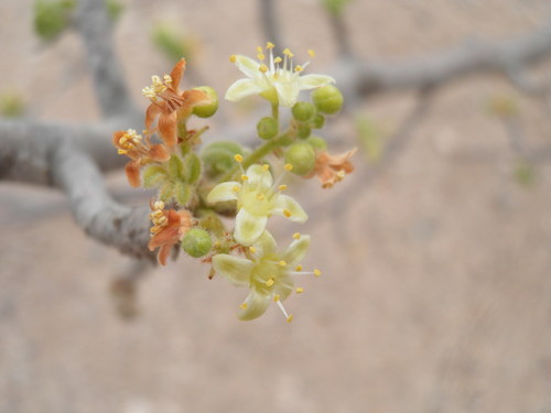 Cyrtocarpa edulis (Cyrtocarpa edulis)