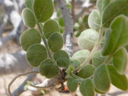 Cyrtocarpa edulis (Cyrtocarpa edulis)