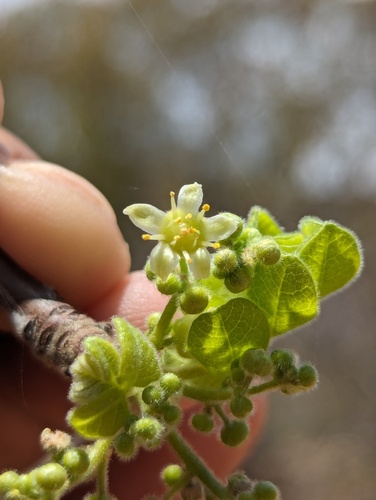 Cyrtocarpa edulis (Cyrtocarpa edulis)