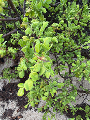 Cyrtocarpa edulis (Cyrtocarpa edulis)
