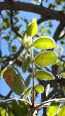 Cyrtocarpa edulis (Cyrtocarpa edulis)