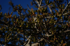 Cyrtocarpa edulis (Cyrtocarpa edulis)