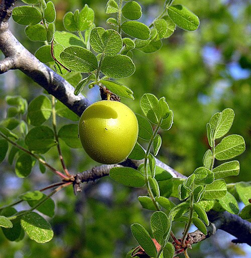 Cyrtocarpa edulis: Found mainly in Baja California and Sonora State, where it is known a Ciruelo Cimarron. Although referred to as a plum in both languages, it is of the Anacardia