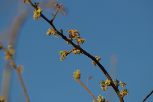 Cyrtocarpa edulis (Cyrtocarpa edulis)