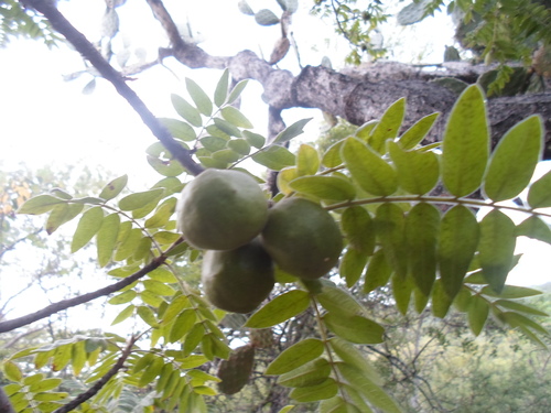 Cyrtocarpa procera (Cyrtocarpa procera)