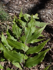 Dwarf netvein hollyfern (Cyrtomium caryotideum)
