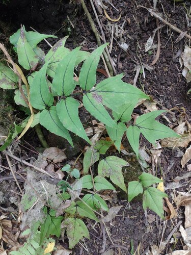 Dwarf netvein hollyfern (Cyrtomium caryotideum)