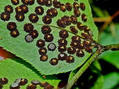 Dwarf netvein hollyfern (Cyrtomium caryotideum)