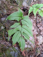 Dwarf netvein hollyfern (Cyrtomium caryotideum)