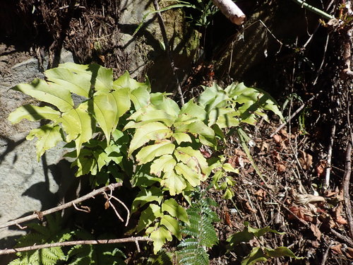 Dwarf netvein hollyfern (Cyrtomium caryotideum)