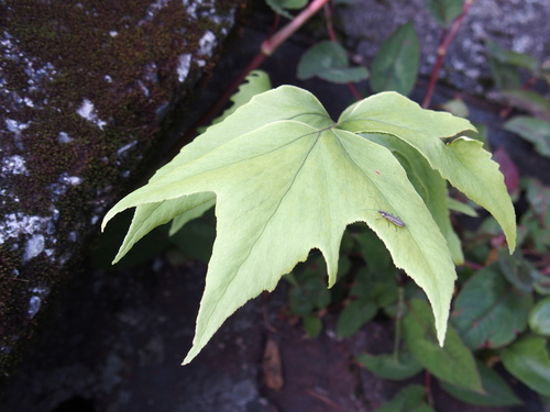 Dwarf netvein hollyfern (Cyrtomium caryotideum)